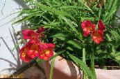 Градински цветове Фрезия, Freesia снимка, характеристики червен