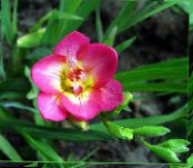 Frézia (Freesia) rózsaszín, jellemzők, fénykép