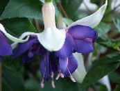 Dārza Ziedi Sausserža Fuksijas, Fuchsia foto, raksturlielumi zils