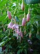Lonc Fukszia (Fuchsia) rózsaszín, jellemzők, fénykép
