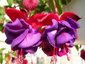 Dārza Ziedi Sausserža Fuksijas, Fuchsia foto, raksturlielumi purpurs