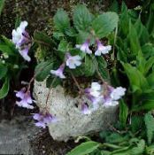 Градински цветове Силивряк, Haberlea снимка, характеристики люляк