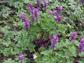 Trädgårdsblommor Corydalis foto, egenskaper violett