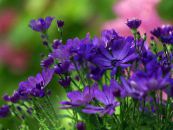 Gartenblumen Floristen Mama, Mama Topf, Chrysanthemum foto, Merkmale blau