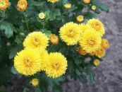 Kukkakaupat Mum, Potti Mum (Chrysanthemum) keltainen, ominaisuudet, kuva