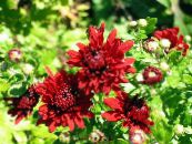 Blomsterhandlare Mamma, Kruka Mamma (Chrysanthemum) röd, egenskaper, foto