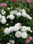 Садовыя Кветкі Хрызантэма Карэйская, Chrysanthemum фота, характарыстыка белы