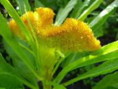 Trädgårdsblommor Cockscomb, Plym Växt, Befjädrade Amaranth, Celosia foto, egenskaper gul