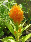 Zahradní květiny Cockscomb, Chochol Rostlina, Osrstěné Amarant, Celosia fotografie, charakteristiky oranžový