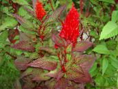 Hanekam, Pluim Plant, Gevederde Amarant (Celosia) rood, karakteristieken, foto
