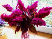 Садовыя Кветкі Целозия, Celosia фота, характарыстыка бардовы