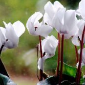 les fleurs du jardin Semer Pain, Cyclamen Hardy photo, les caractéristiques blanc