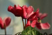 les fleurs du jardin Semer Pain, Cyclamen Hardy photo, les caractéristiques rouge