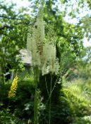 Градински цветове Bugbane, Приказни Свещи, Cimicifuga, Actaea снимка, характеристики бял