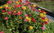 Градински цветове Циния, Zinnia снимка, характеристики жълт