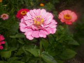 Садовыя Кветкі Цинния, Zinnia фота, характарыстыка ружовы
