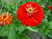 Sodo Gėlės Išdalytas, Zinnia nuotrauka, charakteristikos raudonas