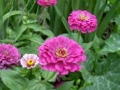 Trädgårdsblommor Zinnia foto, egenskaper lila