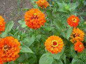 Sodo Gėlės Išdalytas, Zinnia nuotrauka, charakteristikos oranžinis