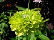 Sodo Gėlės Išdalytas, Zinnia nuotrauka, charakteristikos žalias