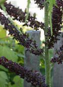 I fiori da giardino Falso Hellebore, Veratrum foto, caratteristiche nero
