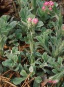 Antennaria, Picior Pisică (Antennaria dioica) roz, caracteristici, fotografie