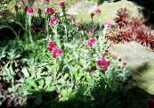 Vrtno Cvetje Antennaria, Stopalo Mačke, Antennaria dioica fotografija, značilnosti vino