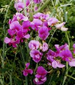 Zahradní květiny Sladký Hrášek, Věčný Hrášek, Lathyrus latifolius fotografie, charakteristiky růžový