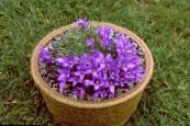 Campanilla Enano Plateado (Edraianthus) púrpura, características, foto