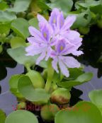 Hyacinth Uisce