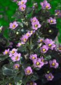 I fiori da giardino Viola Persiano, Viola Tedesco, Exacum affine foto, caratteristiche rosa