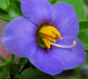 Градински цветове Персийски Виолетово, Немски Виолетово, Exacum affine снимка, характеристики син