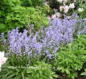 Flores do Jardim Bluebell Espanhol, Jacinto De Madeira, Endymion hispanicus, Hyacinthoides hispanica foto, características luz azul