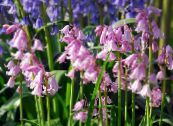 Λουλούδια κήπου Ισπανικά Bluebell, Ξύλο Υάκινθος, Endymion hispanicus, Hyacinthoides hispanica φωτογραφία, χαρακτηριστικά ροζ