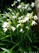 Λουλούδια κήπου Ισπανικά Bluebell, Ξύλο Υάκινθος, Endymion hispanicus, Hyacinthoides hispanica φωτογραφία, χαρακτηριστικά λευκό