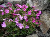 Aed Lilled Haldjas Sormustinkukka, Erinus alpinus foto, omadused roosa