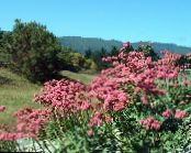 园林花卉 荞, Eriogonum 照片, 特点 粉红色