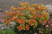 Zahradní květiny Pohanka, Eriogonum fotografie, charakteristiky oranžový