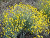 Oregon Solsken, Ullig Solros, Ullig Daisy (Eriophyllum) gul, egenskaper, foto