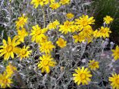 Bahçe çiçekleri Oregon Güneş, Yünlü Ayçiçeği, Yünlü Papatya, Eriophyllum fotoğraf, özellikleri sarı