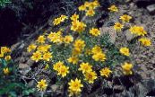 Gartenblumen Oregon Sonnenschein, Wollige Sonnenblume, Woll Daisy, Eriophyllum foto, Merkmale gelb