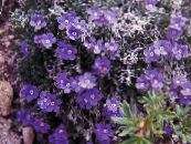 Dārza Ziedi Arctic Aizmirst-Me-Not, Alpine Aizmirst-Me-Ne, Eritrichium foto, raksturlielumi purpurs