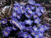 Kerti Virágok Sarkvidéki Nefelejcs, Alpesi Nefelejcs, Eritrichium fénykép, jellemzők kék