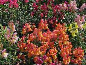 Sodo Gėlės Snapdragon, Žebenkštis Anketa Šnipo, Antirrhinum nuotrauka, charakteristikos oranžinis