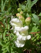 Hage Blomster Snapdragon, Røyskatt Snute, Antirrhinum bilde, kjennetegn hvit