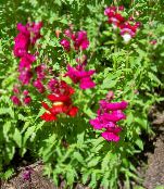Sodo Gėlės Snapdragon, Žebenkštis Anketa Šnipo, Antirrhinum nuotrauka, charakteristikos raudonas
