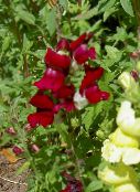 Sodo Gėlės Snapdragon, Žebenkštis Anketa Šnipo, Antirrhinum nuotrauka, charakteristikos bordo