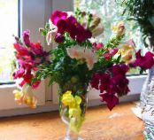 Sodo Gėlės Snapdragon, Žebenkštis Anketa Šnipo, Antirrhinum nuotrauka, charakteristikos baltas