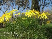 Kerti Virágok Bokor Őszirózsa, Zöld Euryops fénykép, jellemzők sárga