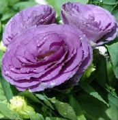 Zahradní květiny Prérie Hořec, Lisianthus, Texas Bluebell, Eustoma fotografie, charakteristiky šeřík